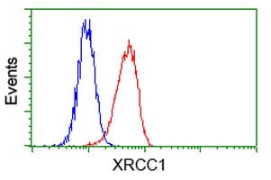 Monoclonal Mouse anti-Human XRCC1 Antibody (clone OTI2G8, WB)