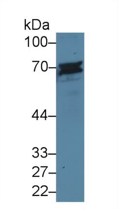 Polyclonal Rabbit anti-Mouse CD6 Antibody (aa30-204, WB)