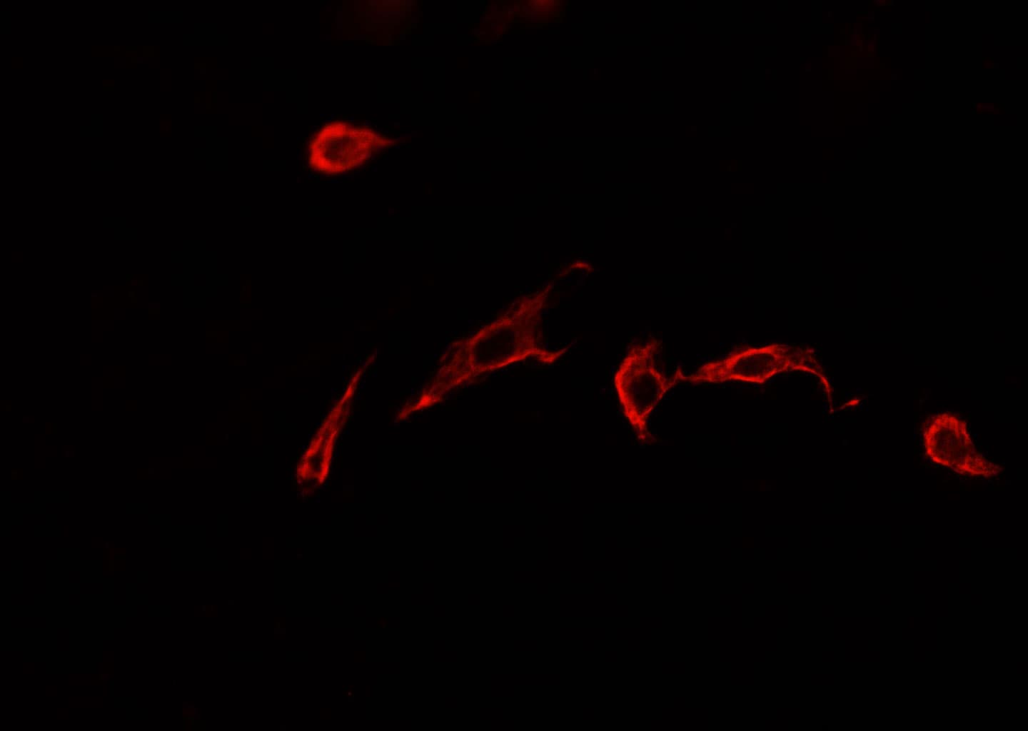 Polyclonal Rabbit anti-Human GLUL / Glutamine Synthetase Antibody (IHC, IF, WB)