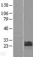 LEPROT Protein (Over-Expression Lysate Myc-DDK (Flag))