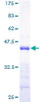 Human PTP4A3 Protein (Recombinant GST)
