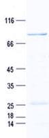 Human RMDN3 Protein (Recombinant GST, N-terminus + His, C-terminus)
