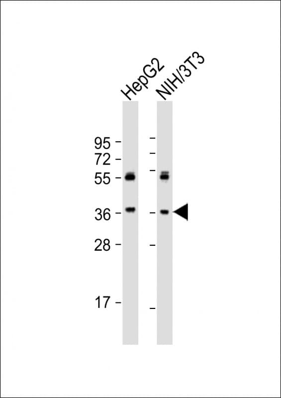 MAP2K6 / MEK6 / MKK6 Antibody (aa294-327)