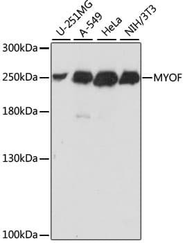 Polyclonal Rabbit anti-Human MYOF / Myoferlin Antibody (WB)