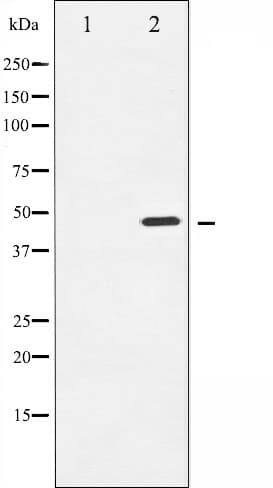 Polyclonal Rabbit anti-Human IKBKG / NEMO / IKK Gamma Antibody (IHC, IF, WB)