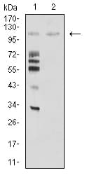 MIB1 Antibody (clone 6A9C9)