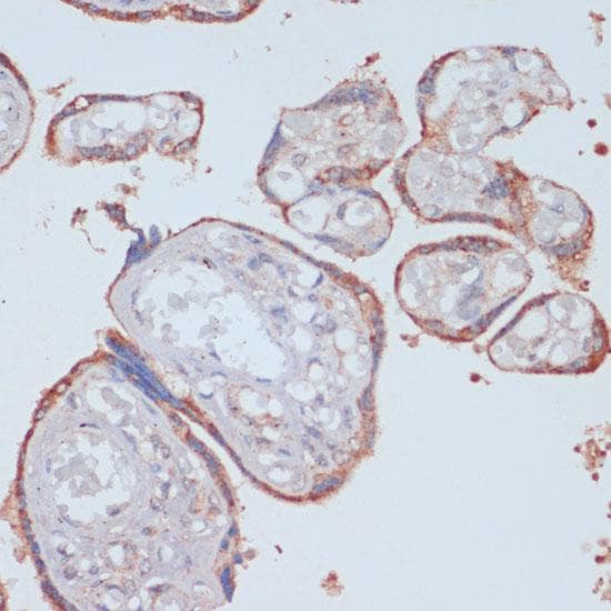LRP1 / CD91 Antibody