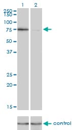 KIF2C / MCAK Antibody (clone 1G2)