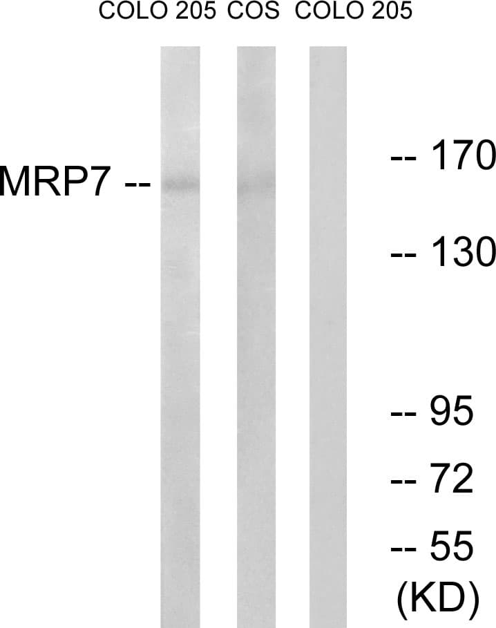 IHC-plus™ ABCC10 Antibody (aa835-884)