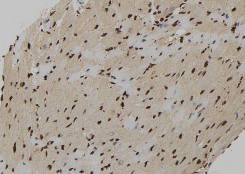 CXXC5 Antibody