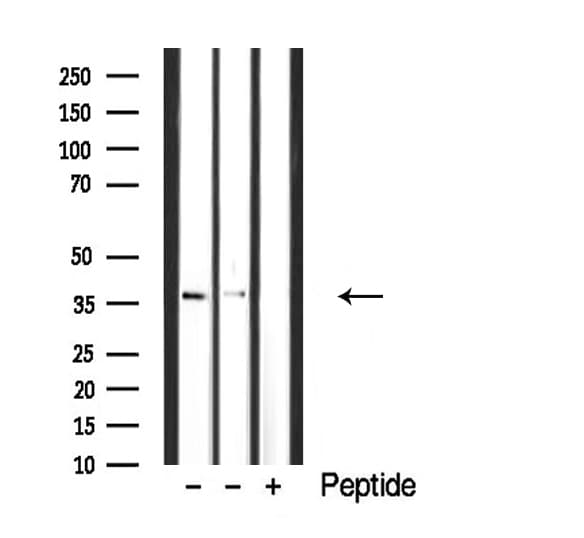 CDC42EP4 / BORG4 Antibody