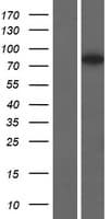 SAMD4A Protein (Over-Expression Lysate Myc-DDK (Flag))