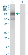 ETK / BMX Antibody (clone 3G3)