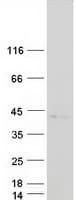 Human EGFL8 / NG3 Protein (Recombinant Myc-DDK (Flag))