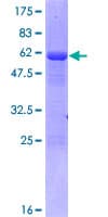 Human TTC33 Protein (Recombinant GST)