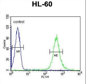 IHC-plus™ HOXA3 Antibody (aa413-440)