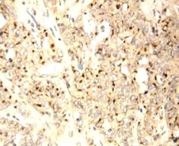 XAF1 Antibody (aa283-301)