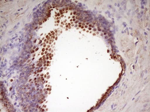 WDR61 Antibody (aa92-305, clone OTI4C4, Carrier-free)