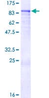 Human ZNF317 Protein (Recombinant GST)