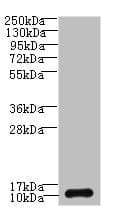 SH3BGRL3 Antibody