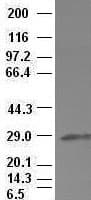 HHEX / HEX Antibody (clone OTI3C4)