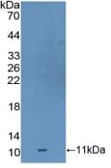 GDF10 / BMP3B Antibody (aa339-477, APC)