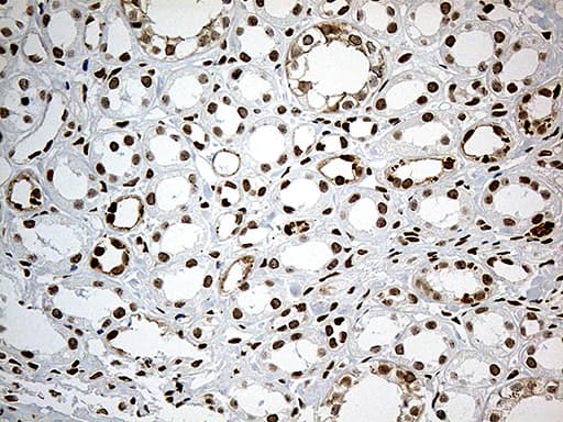 MBD1 Antibody (aa222-556, clone OTI2H5)