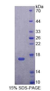Mouse TP-2 / TNP2 Protein (Recombinant His-T7)