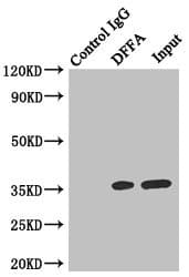 DFFA / ICAD / DFF45 Antibody (aa1-331)