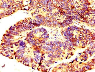 RNF219 Antibody