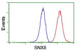 SNX8 Antibody (clone OTI3C4)