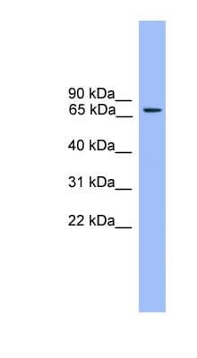 RPH3A / Rabphilin 3A Antibody (aa151-200)