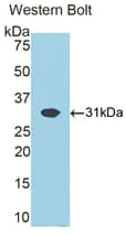 ATP1B1 Antibody (aa53-304, APC)