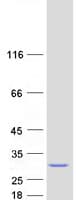 Human MED30 Protein (Recombinant Myc-DDK (Flag))
