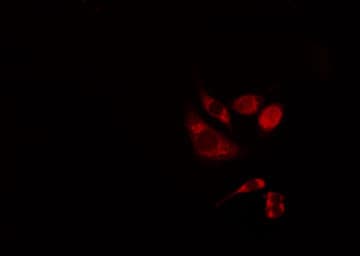 BAK1 / BAK Antibody