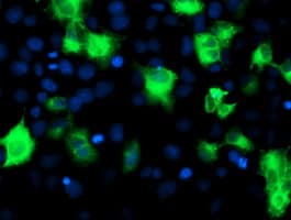 ATG3 Antibody (clone OTI3C6)