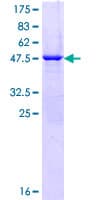 Human RAB3B Protein (Recombinant GST)