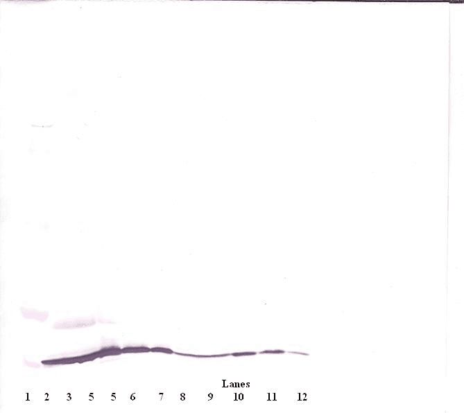 Monoclonal Mouse anti-Human CCL11 / Eotaxin Antibody (WB)