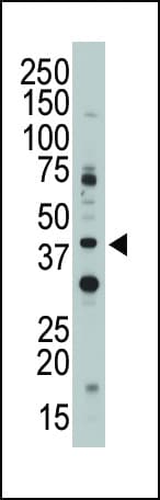 CD33 Antibody (aa12-39)