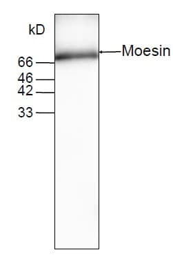 Monoclonal Mouse anti-Human MSN / Moesin Antibody (WB)