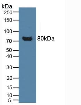 GP1BA / CD42b Antibody (aa19-291, Cy3)