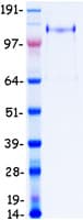 Human THBS1 / Thrombospondin-1 Protein (Recombinant Myc-DDK (Flag))