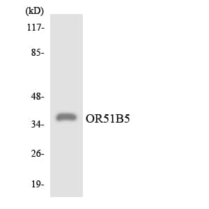 Polyclonal Rabbit anti-Human OR51B5 Antibody (aa186-235, WB)