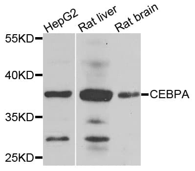 C/EBP Alpha / CEBPA Antibody