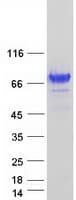 Human RAB11FIP3 Protein (Recombinant Myc-DDK (Flag))