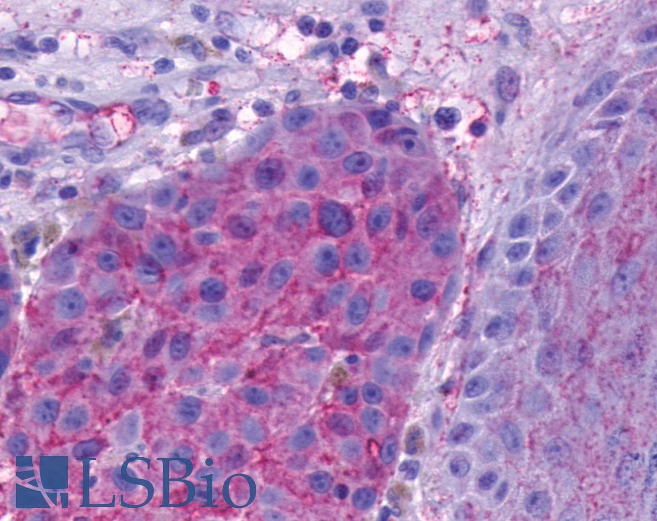 PathPlus™ OPN5 / Neuropsin Antibody (C-Terminus)