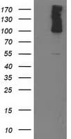 PDE2A Antibody (clone OTI4D10, Carrier-free)