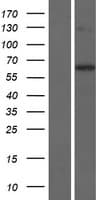 KLHL30 Protein (Over-Expression Lysate Myc-DDK (Flag))