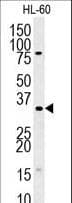 TSNAX / TRAX Antibody (aa34-62)