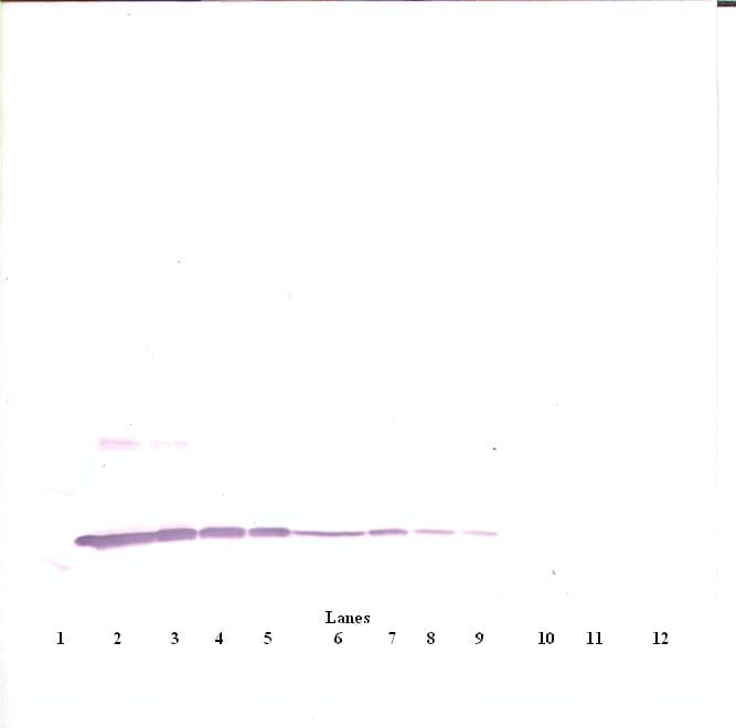 IL3 Antibody (Biotin)